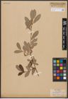 Foto von Salix aurita L. x Salix purpurea L.